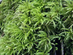 Palm Tree Moss, Leucolepis acanthoneuron