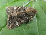 Yellow-headed Cutworm, Apamea amputatrix