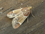 Meal Moth, Pyralis farinalis