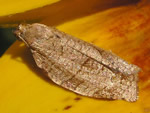 Zapulata Moth, Choristoneura zapulata