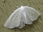 Pale Beauty, Campaea perlata