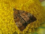 Apple-and-thorn Skeletonizer, Choreutis pariana
