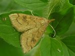 Celery Leaftier, Udea rubigalis