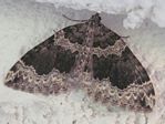 Black-banded Carpet Moth, Antepirrhoe semiatrata