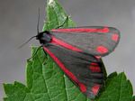 Cinnabar Moth, Tyria jacobaeae 