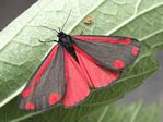 Butterflies and Moths Jigsaw Puzzles