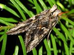 Cutworm Moth, Autographa sansoni