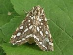 Silverspotted Tiger Moth, Lophocampa argentata