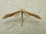 Morning-glory Plume Moth, Emmelina monodactyla