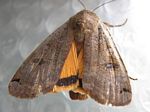 Yellow Underwing, Noctua pronuba