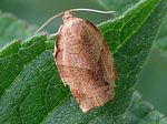 Oblique-banded Leafroller Moth, Choristoneura rosaceana