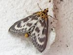 Small Magpie Moth, Eurrhypara hortulata