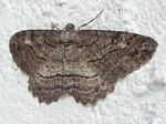 Brown-lined Looper, Neoalcis californiaria