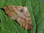 September Thorn Moth, Synaxis pallulata