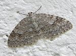 Welsh Wave Moth, Venusia cambric
