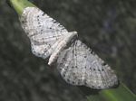 Chalky Pug Moth, Eupithecia cretaceata