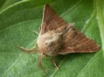 Forest Tent Caterpillar Moth, Malacosoma disstria