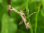 Geranium Plume Moth, Amblyptilia pic