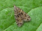 Eudonia echo