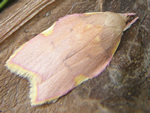 Oak-skeletonizer Moth, Carcina quercana