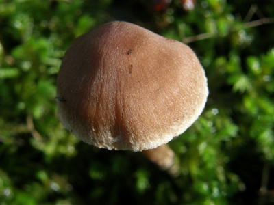 Pileus of a mushroom