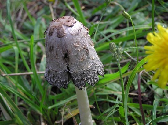Shaggy Mane Mushroom, Coprinus comatus 