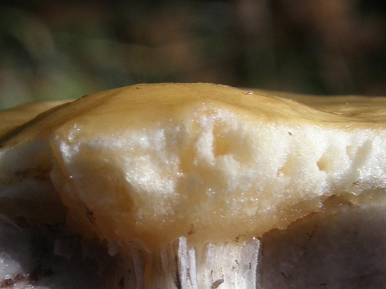 Cross-section of a mushroom cap