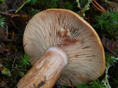 Gills of a mushroom