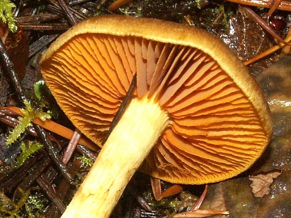 Adnexed gills on a mushroom