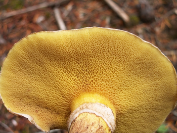 Bolete mushroom with fleshy pores