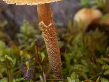 Mushroom stipe