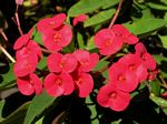 At-A-Glance Guide to Poisonous Plants