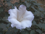 Poisonous Plants