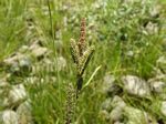 Lakeshore Sedge, Carex lenticularis 