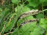 Slough Sedge, Carex obnupta