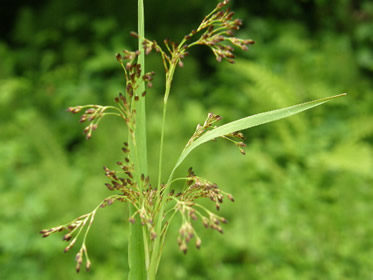 Common Woodrush