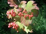 Vine Maple, Acer circinatum