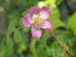 Baldhip Rose, Rosa gymnocarpa