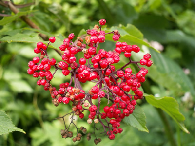 Red Elderberry fruits