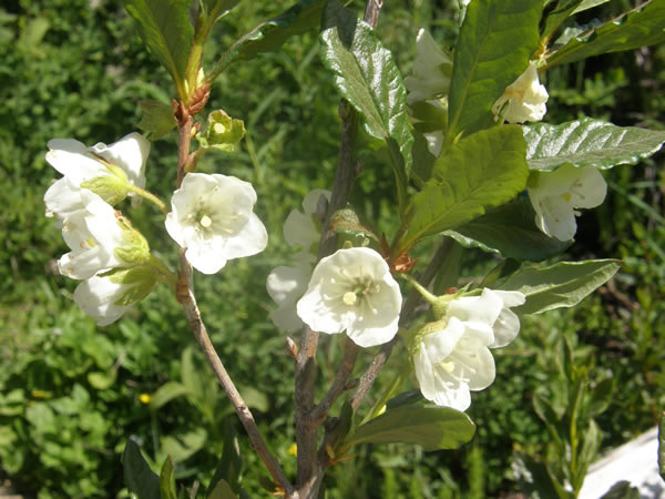 White Rhododendron