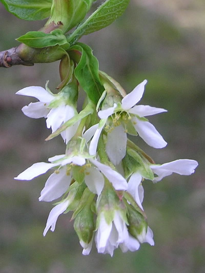 Indian Plum - flower