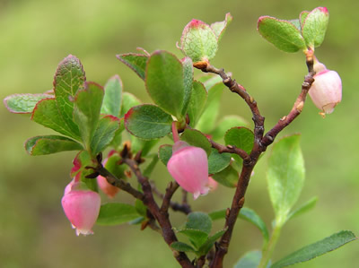 Bog Blueberry