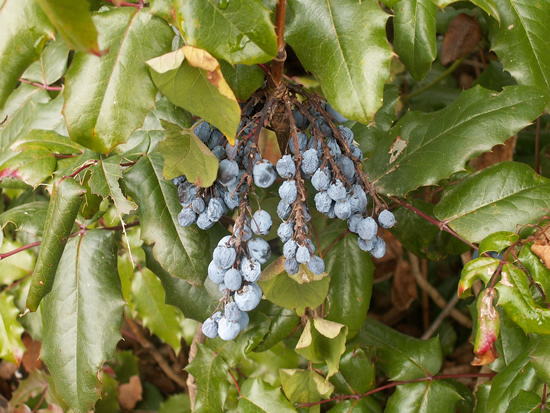 Oregon grape