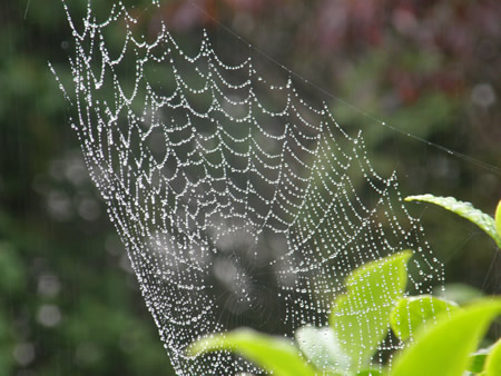 Spider web with dew