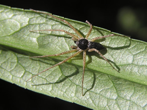 Crab Spider