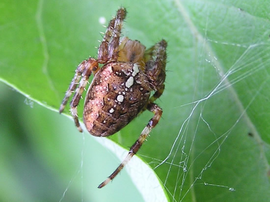 Designs and patterns on a garden spider