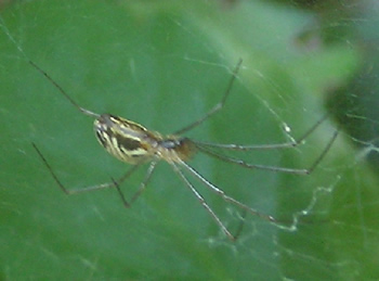 Filmy Dome Spider building its web
