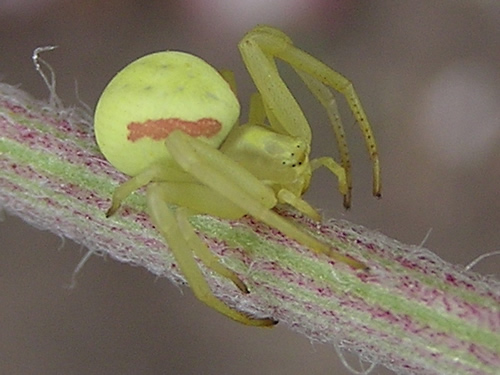 Goldenrod Spider