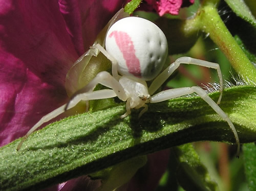 Goldenrod Spider