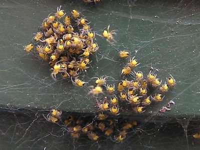 Baby garden spiders